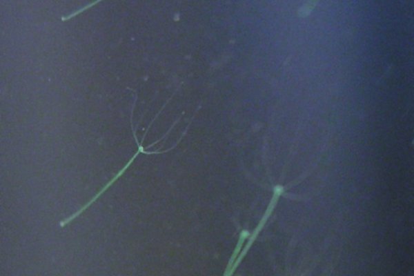 Kraken darknet