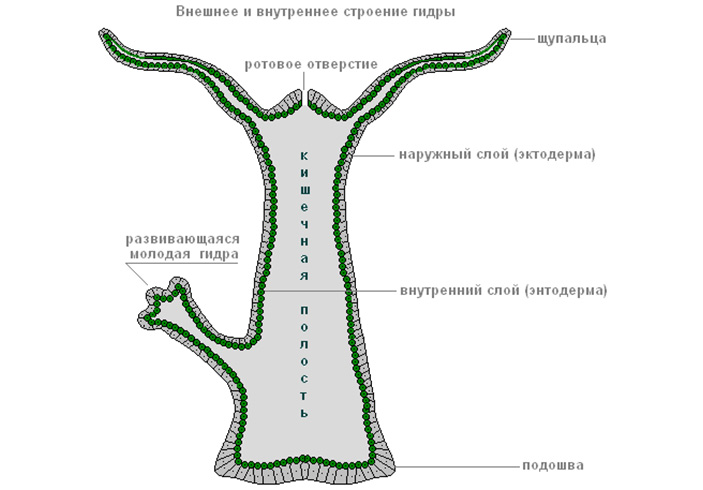 Сайт kraken зеркала